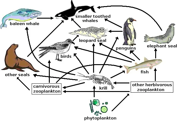 Food web diagram of an ocean ecosystem, from phytoplankton up to whales and seals